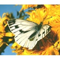 Green-veined White napi 10 Pupae